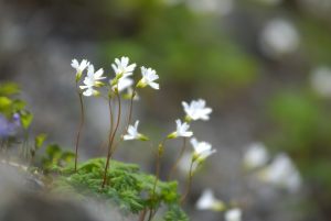 町花「テシオコザクラ」