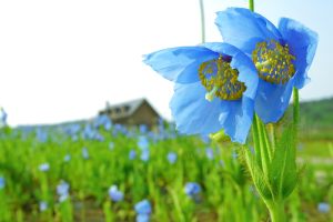 幻の花「青いケシ」