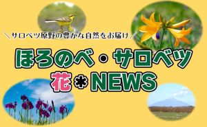 花＊NEWS