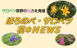 花＊NEWS