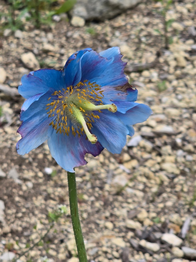 ブルーポピーの開花状況（2026年7月9日追記） | 北海道幌延町