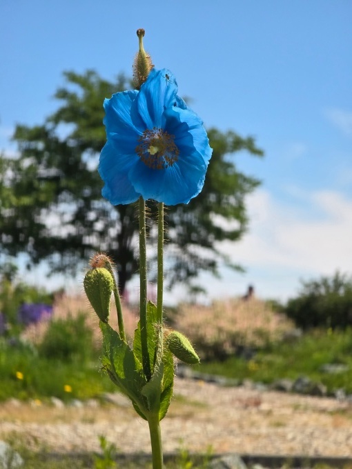 6月23日撮影