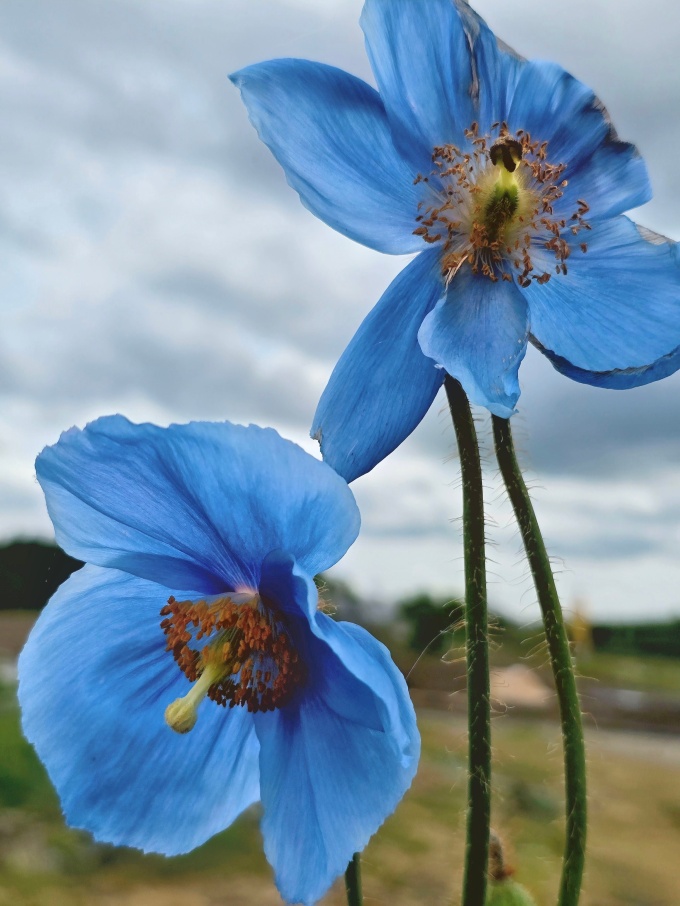 ブルーポピーの開花状況（2026年7月14日追記） | 北海道幌延町