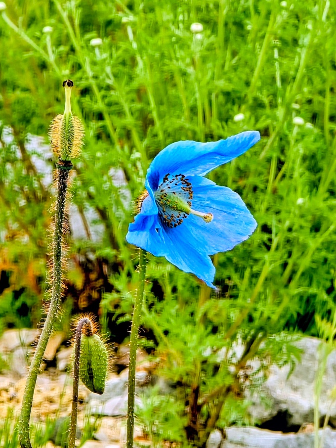 ブルーポピーの開花状況（2026年7月14日追記） | 北海道幌延町