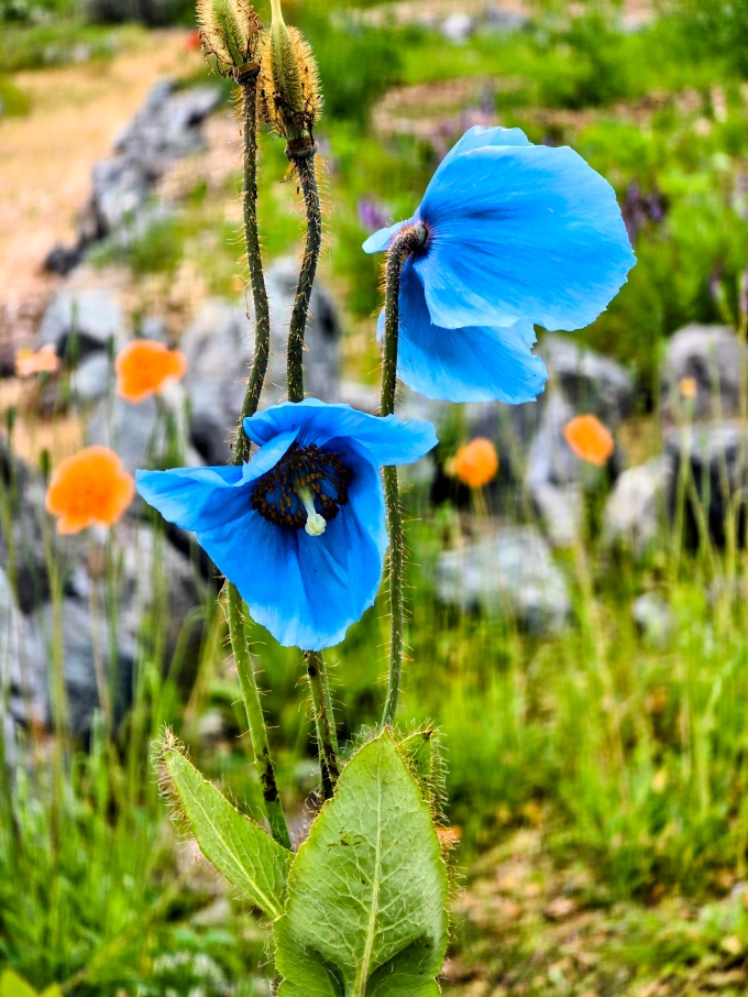 ブルーポピーの開花状況（2026年7月14日追記） | 北海道幌延町