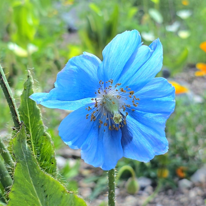 ブルーポピーの開花状況（2026年7月14日追記） | 北海道幌延町