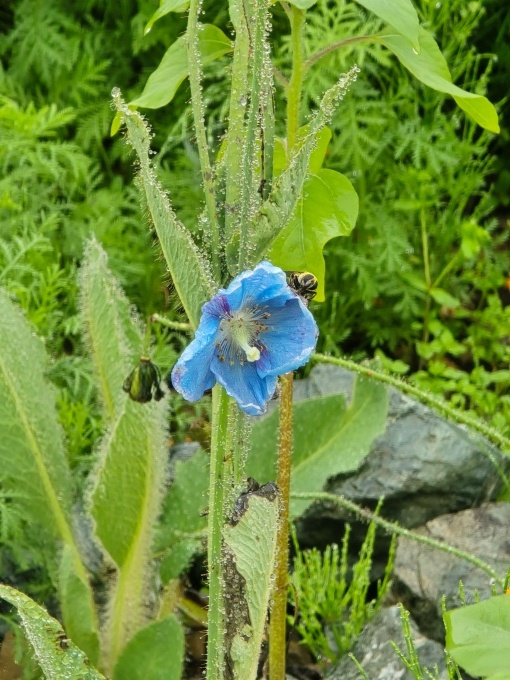 ブルーポピーの開花状況（2026年7月14日追記） | 北海道幌延町