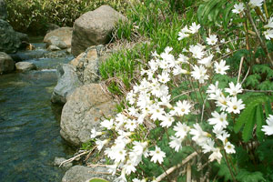 町の花「テシオコザクラ」