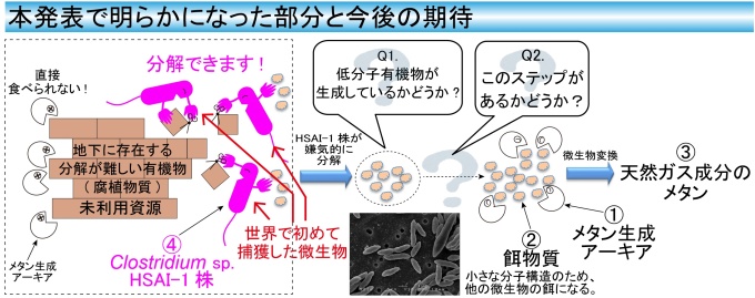 今回研究