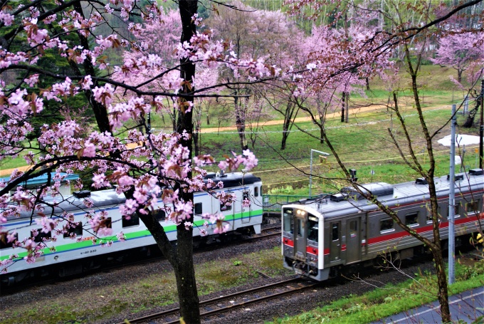 春部門　最優秀賞「千本桜咲きそろう頃」　撮影者：糸賀一典さん